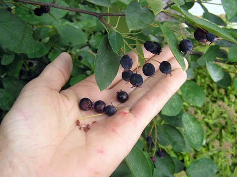 Serviceberry